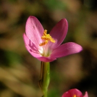 a1000flkruid5uit