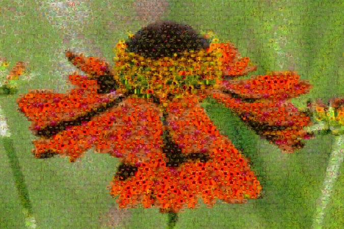 mozaiekzonnekruid