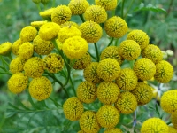 ydsc09514a