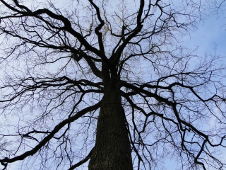 dsc00930