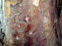 taxus