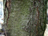 zwarteels