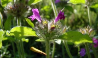 dsc04627c