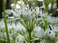 dsc00153a