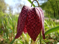 kievitsbloem