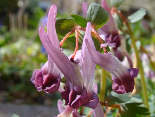 vingerhelmbloem