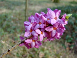 peperboompje