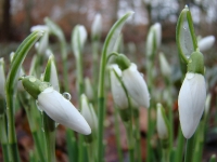 sneeuwklokje