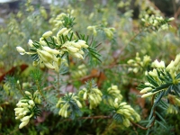 heide