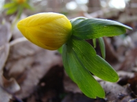 winterakoniet