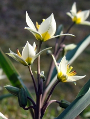 tulp