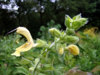 dsc03511a