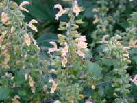 dsc04767a