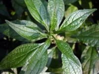glaskruid22