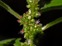 glaskruid3uit