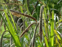 DSC00544a.jpg