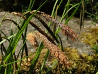 DSC07906a.jpg
