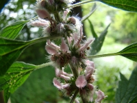 dsc01054a