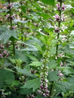 zdsc02250a