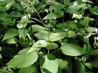 dsc08517a