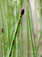 zdsc07750b