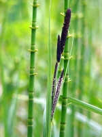 zdsc07771a
