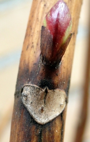 zhortsensia