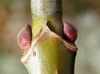 xesdoorn_0