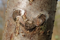 xflueelboom1