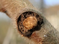 xflueelboom2