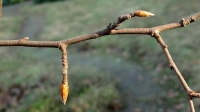 haagbeuk