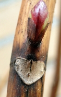 zhortsensia