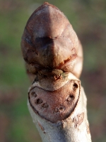 zpaardekastanje