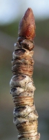 zprunus