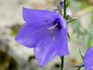 dsc00005a