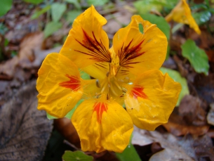 oost-indische kers