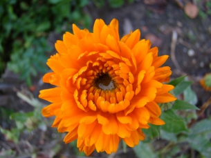 goudsbloem