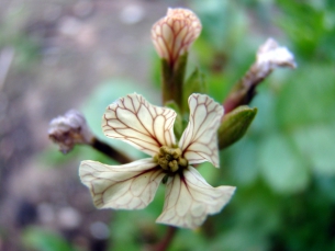 rucola