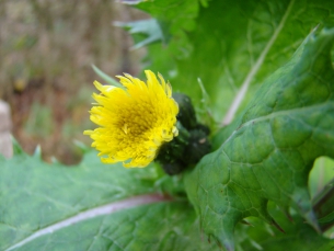 melkdistel