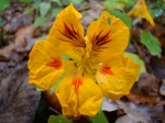oost-indische kers