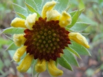 gaillardia-kokarde