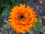 goudsbloem