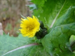melkdistel