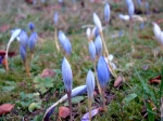 herfstcrocus