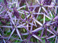 ydsc00152a