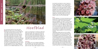 4maart-hoefblad