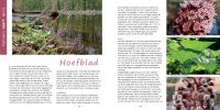 4maart-hoefblad