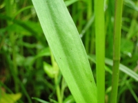 edsc07965