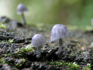 blauwgrijzeschorsmycena