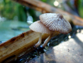 mycenadsc05627